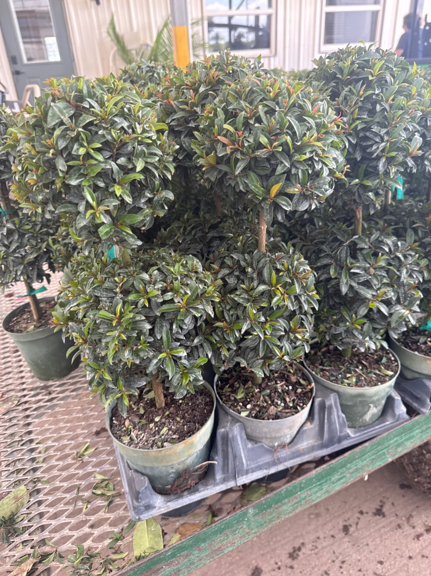 Eugenia Globulus Topiary 2 Ball (6")