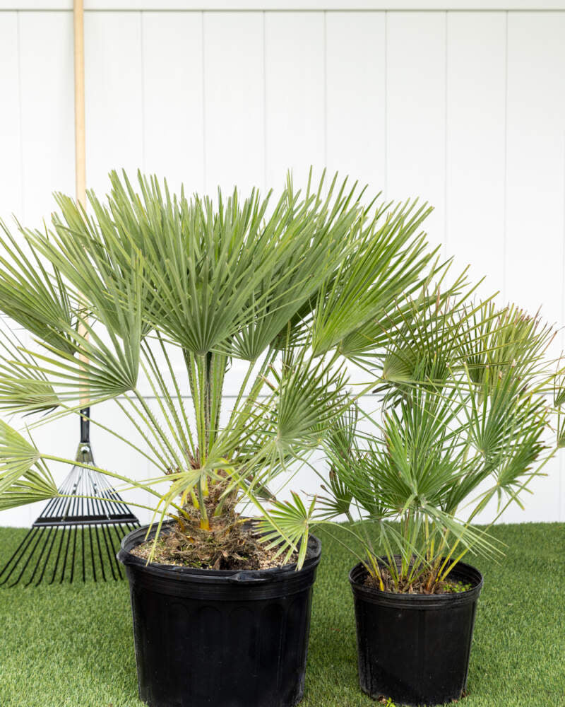🌴 European Fan Palm – 3 Gallon