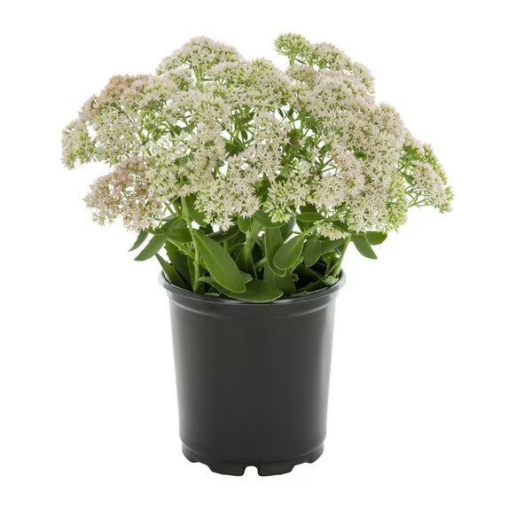 Sedum 'Autumn Joy' (1 Gallon)