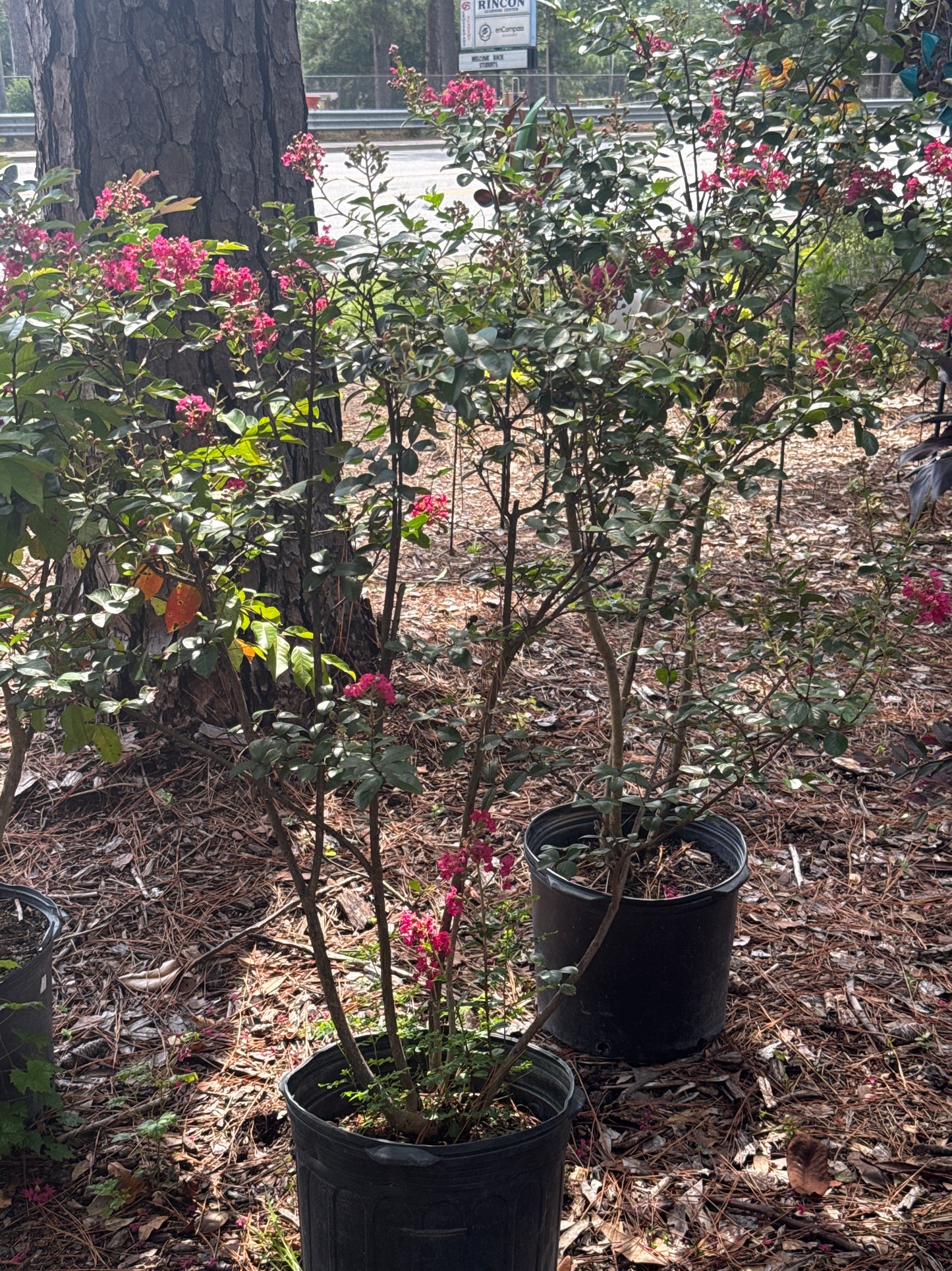 Crape Myrtle Tree