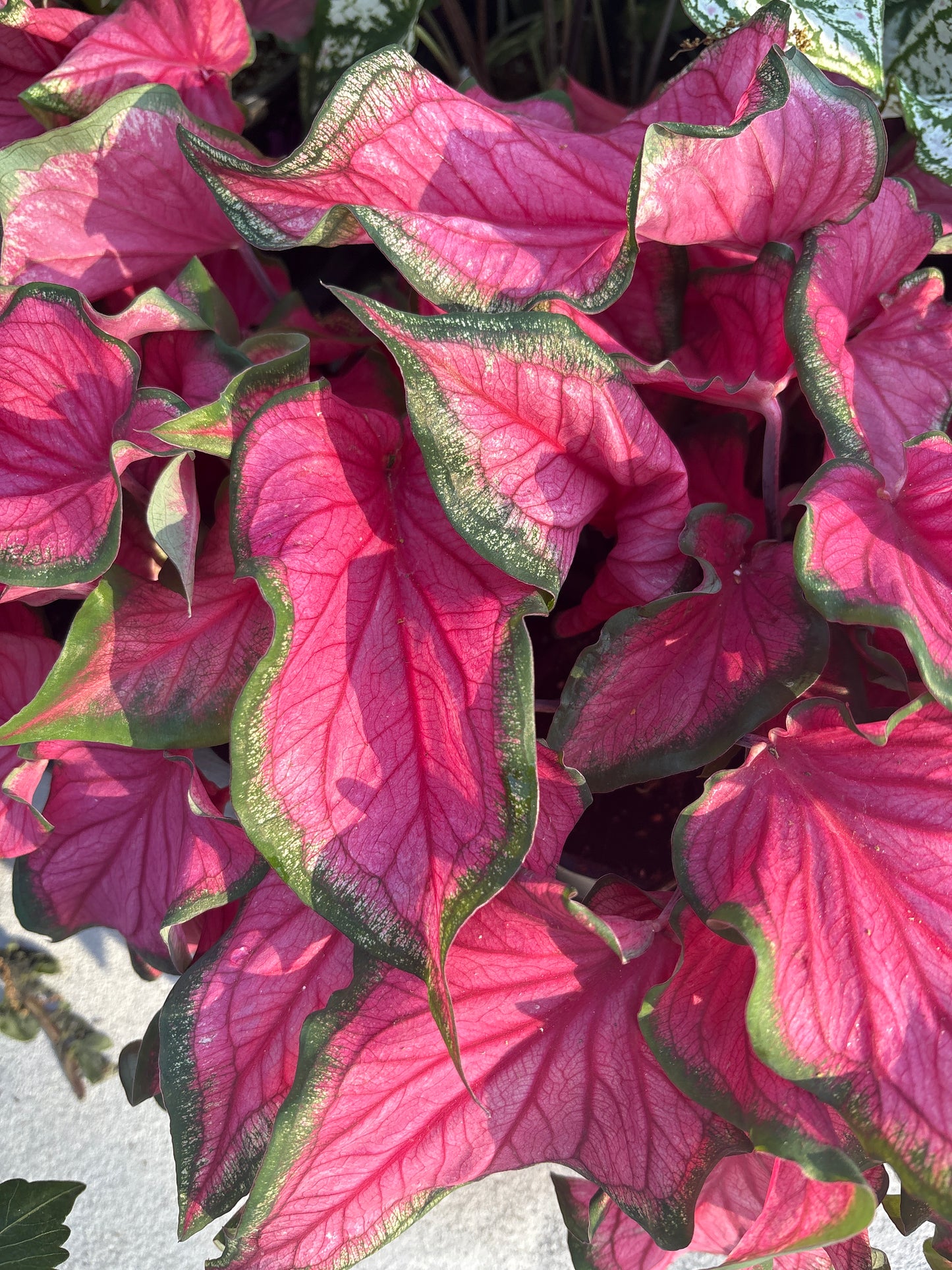 Caladium (1 Gallon)