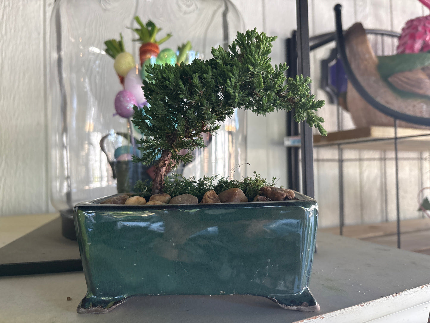 6" Bonsai Ceramic Juniper 6-10"