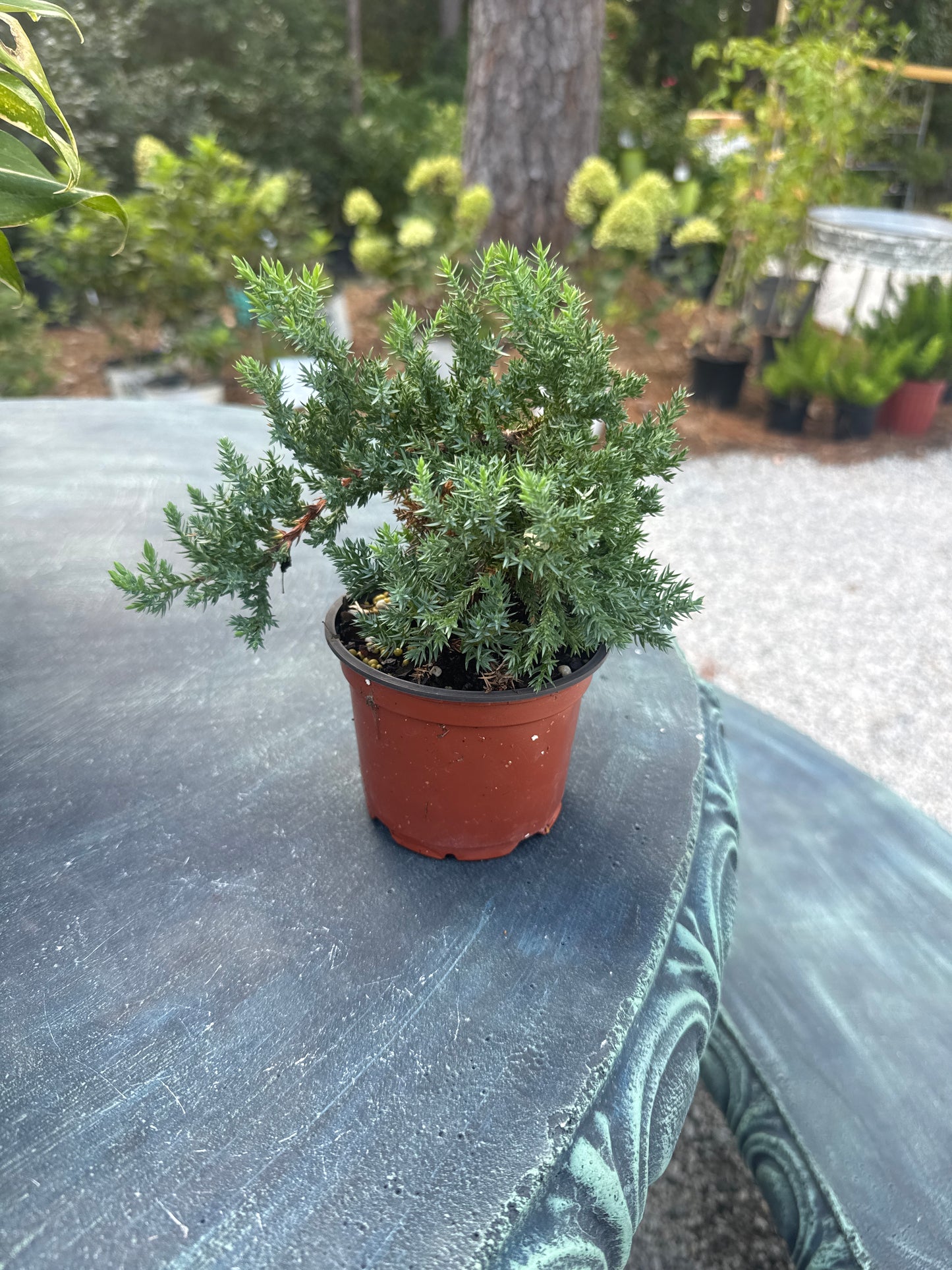 Juniper Bonsai (4.5")