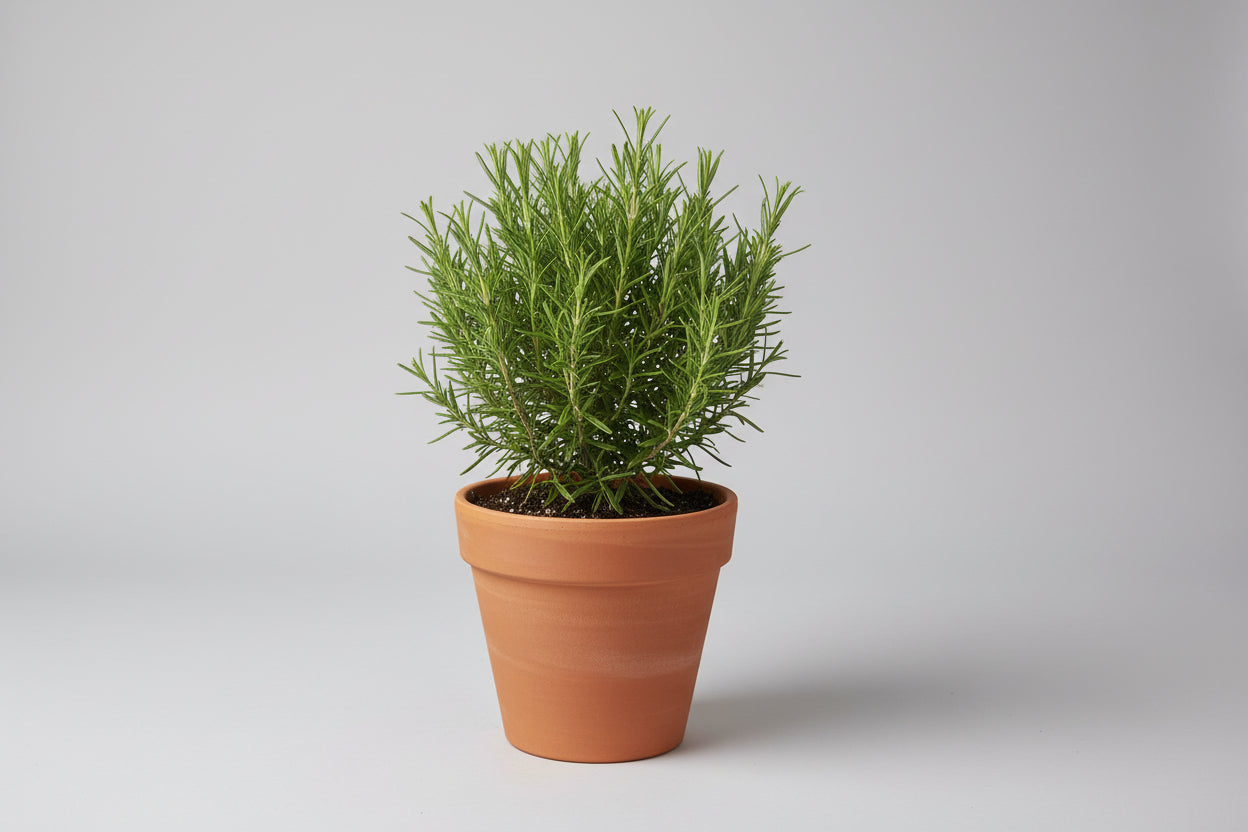 Tuscan Rosemary 1 gal