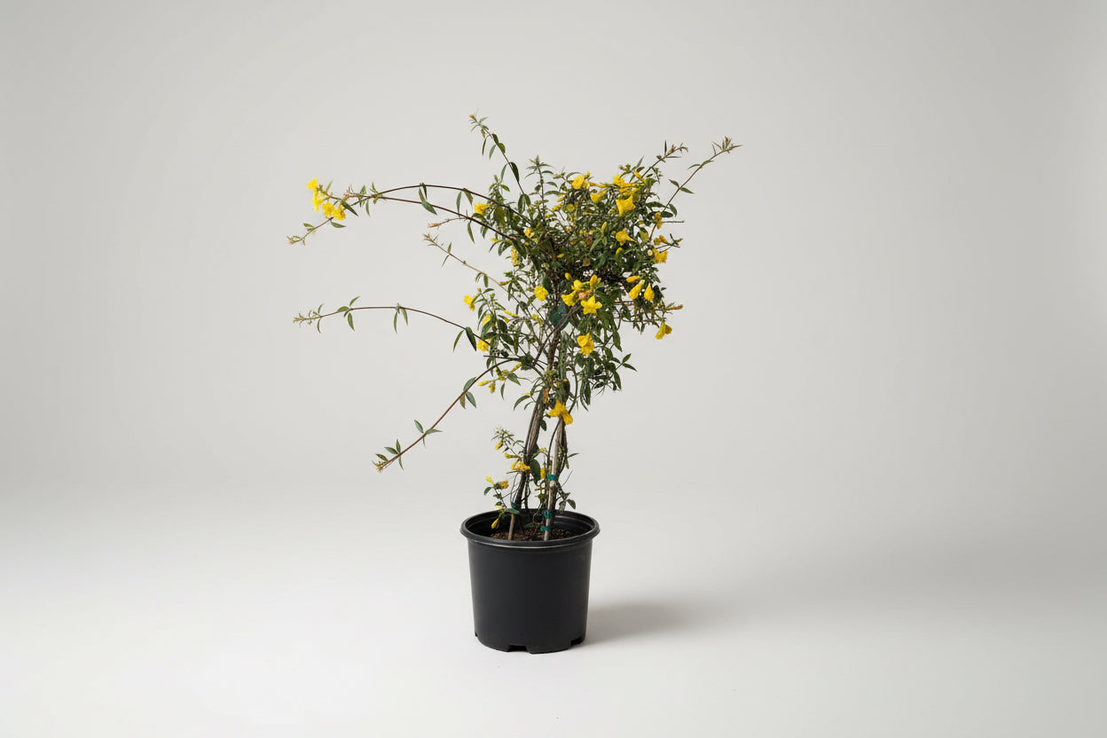 Carolina Jasmine (3 Gallon)