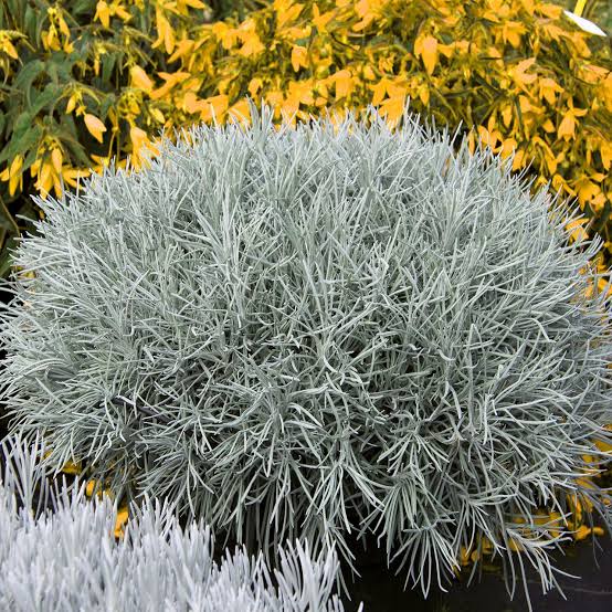 ❄️ Icicles Plant – Description