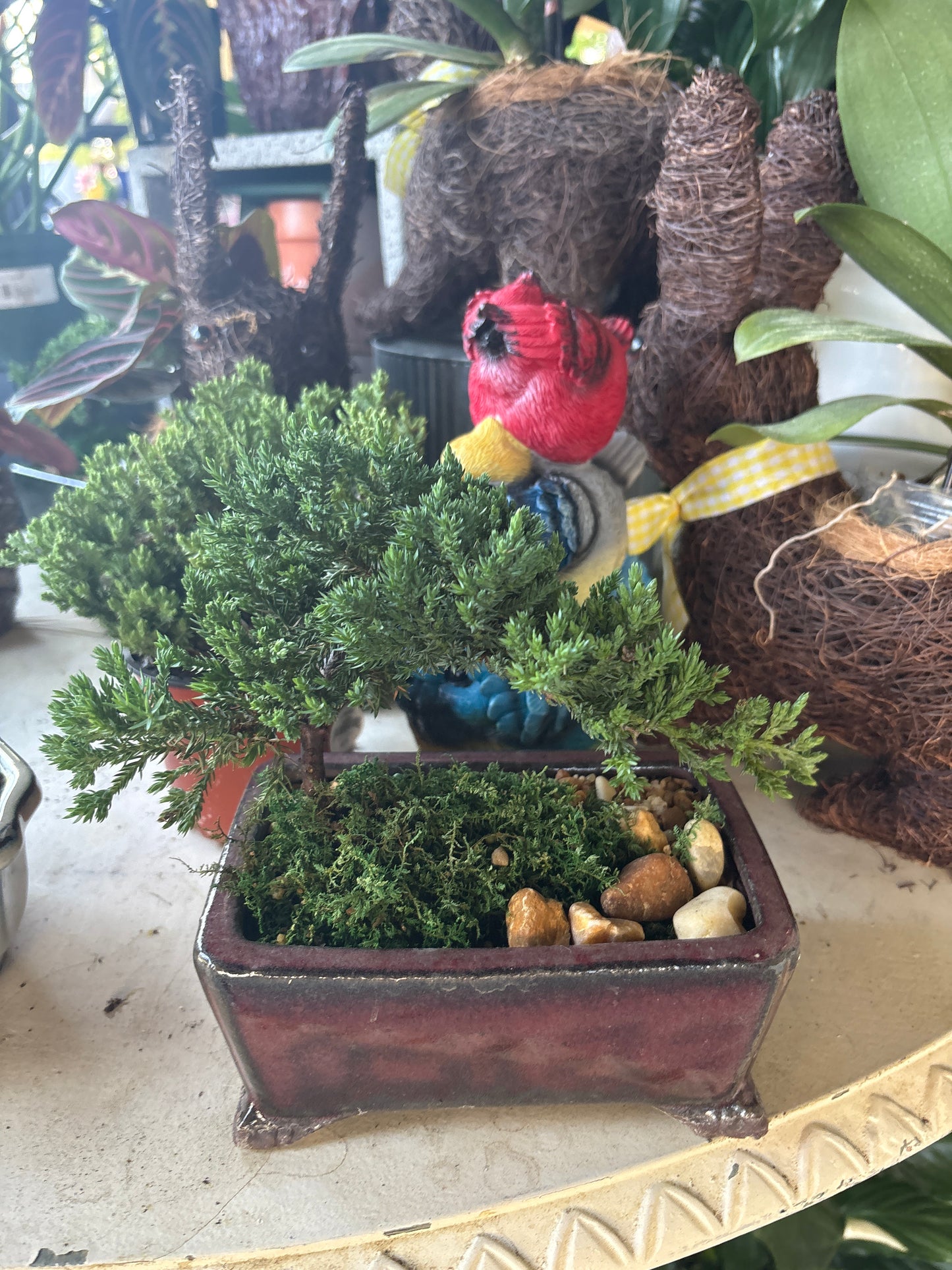 6" Bonsai Ceramic Juniper 6-10"