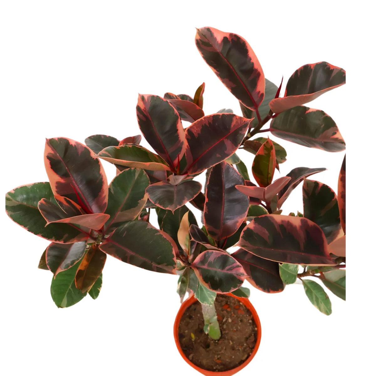 Ficus Elastica 'Ruby' – 8" Pot