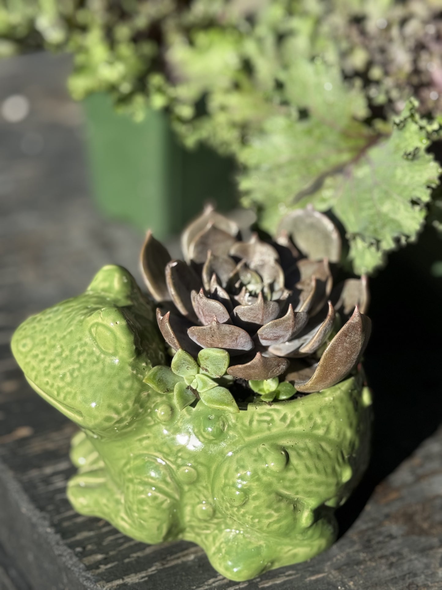 Frog Succulent
