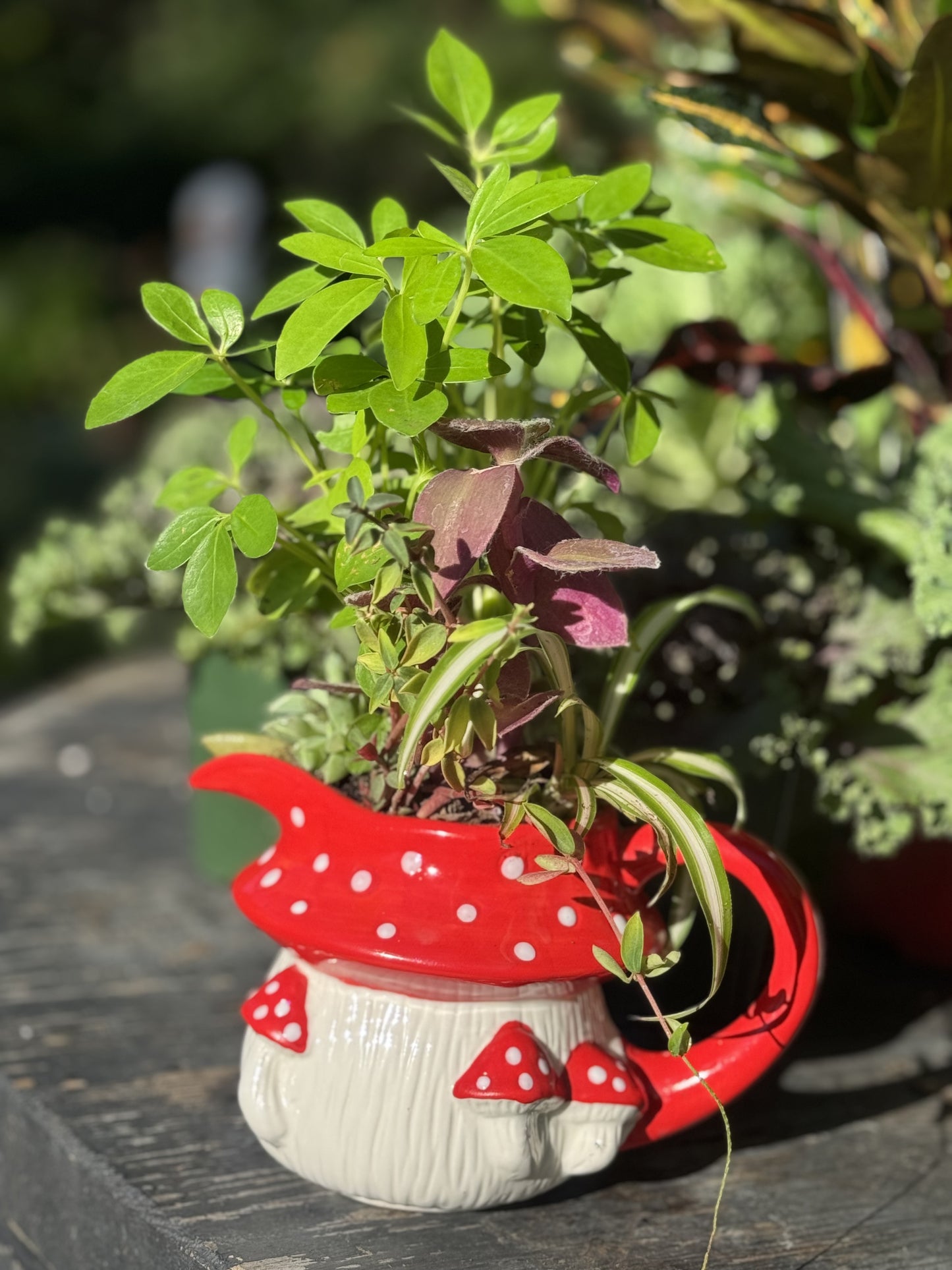 Mushroom Planter Assorted Foliage