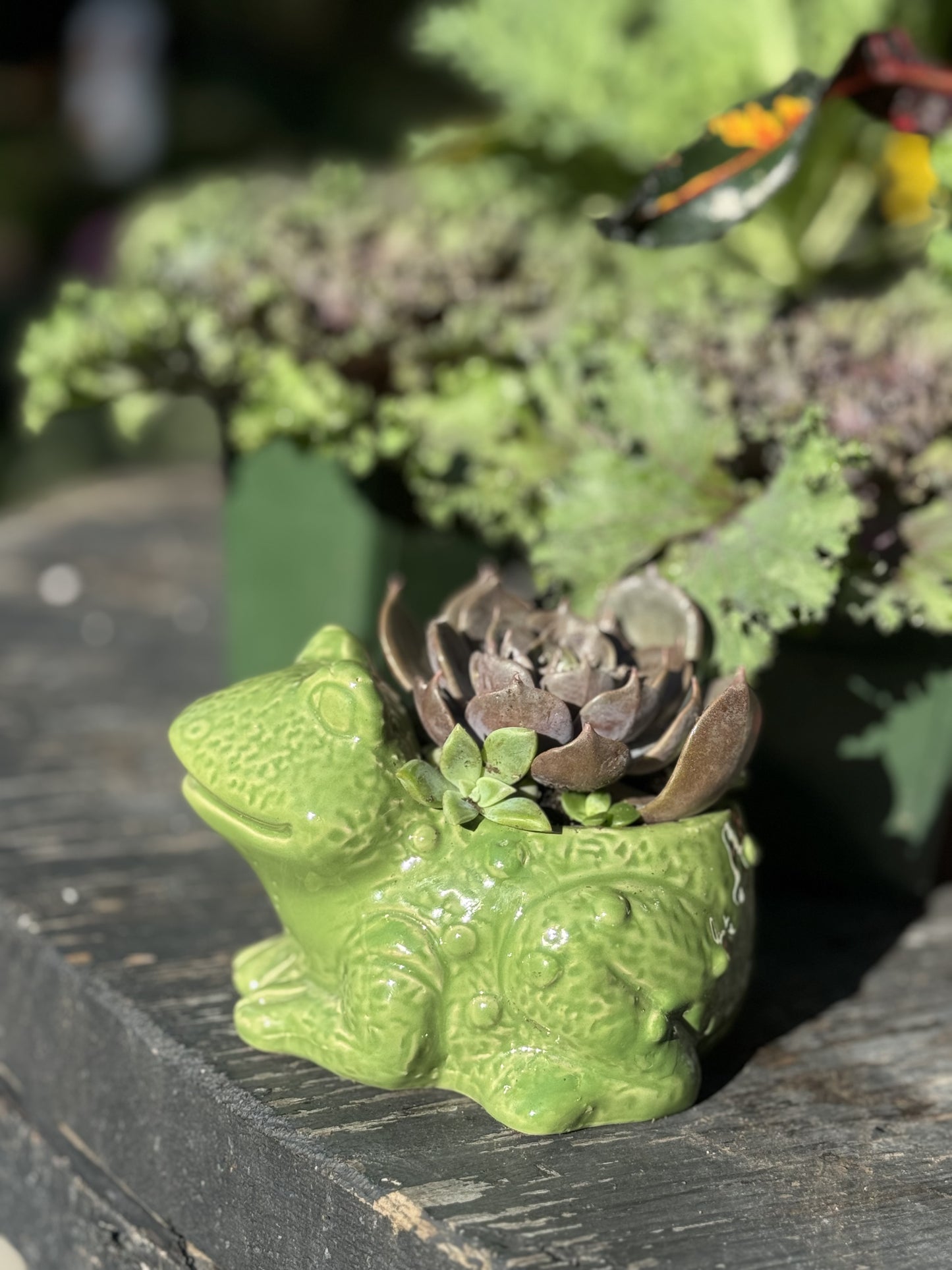 Frog Succulent