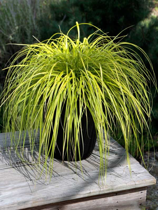 4.5" Carex ‘Everillo’ (Japanese Sedge) 🌿💛