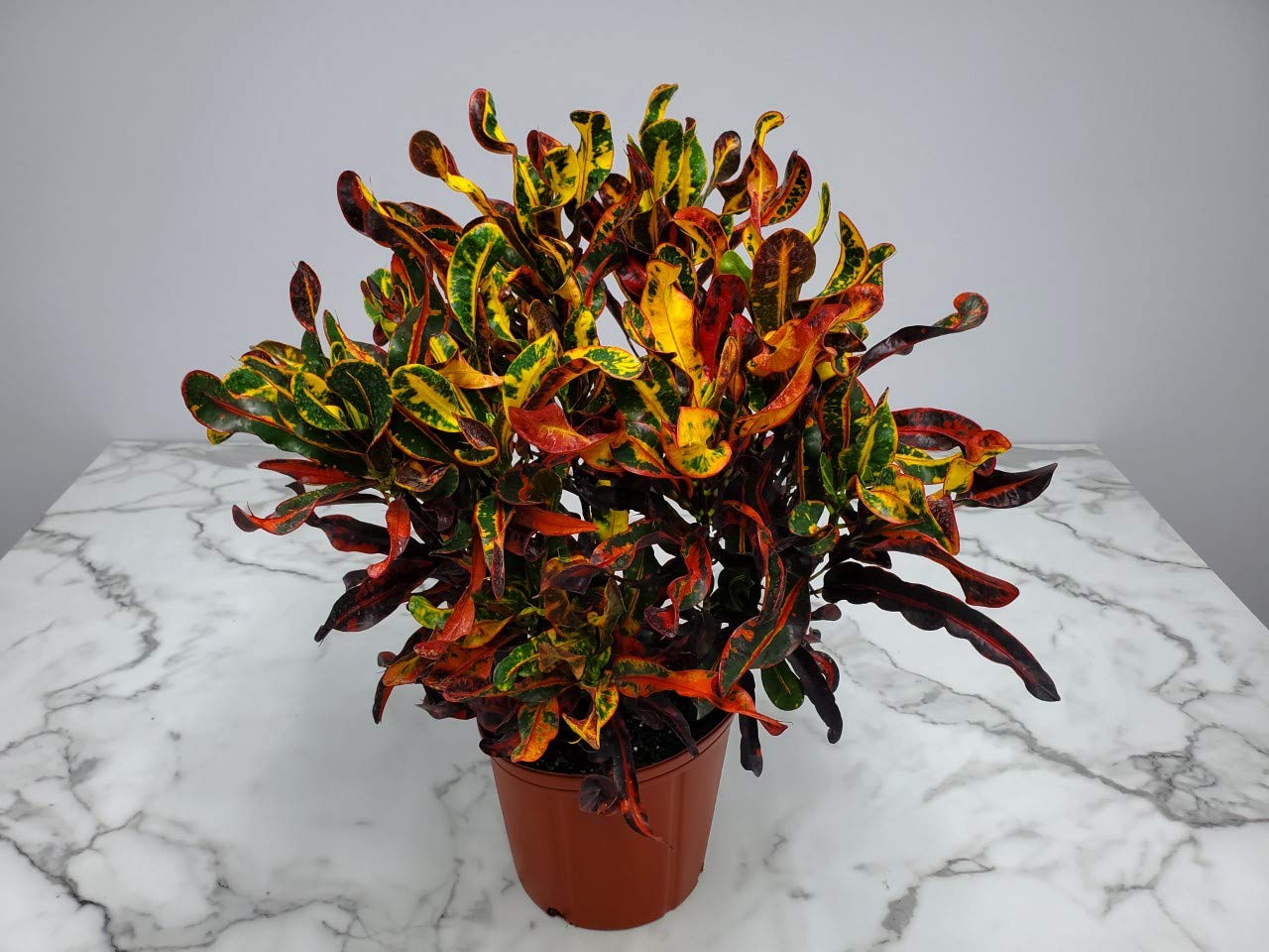 3 Gallon Croton ‘Mammy’ 🌿🔥