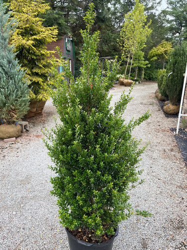 Ilex ‘Steeds’