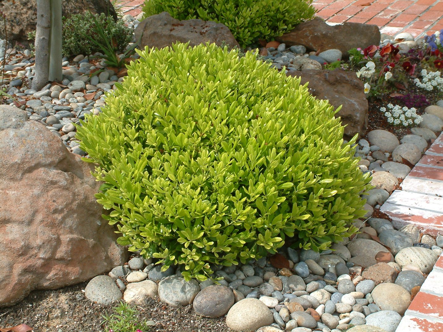 Pittosporum tobira ‘Wheeler’s Dwarf’