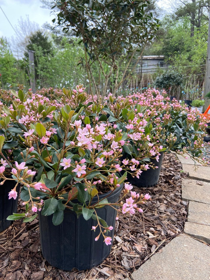 Rhaphiolepis 'Eleanor Tabor'™