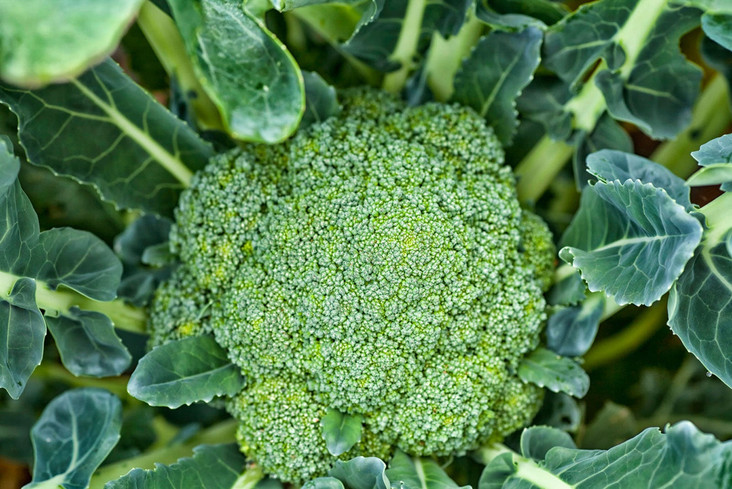 π₯¦ Broccoli β Green Magic (6 Pack)