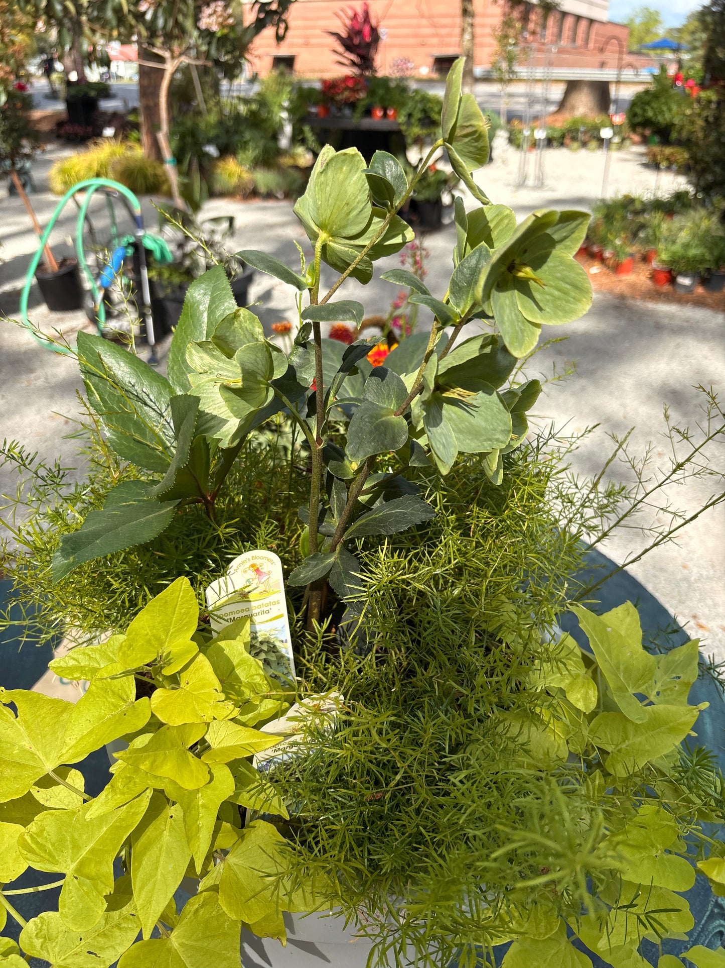 Hellebore (3 Gallon) “Lenten Rose”