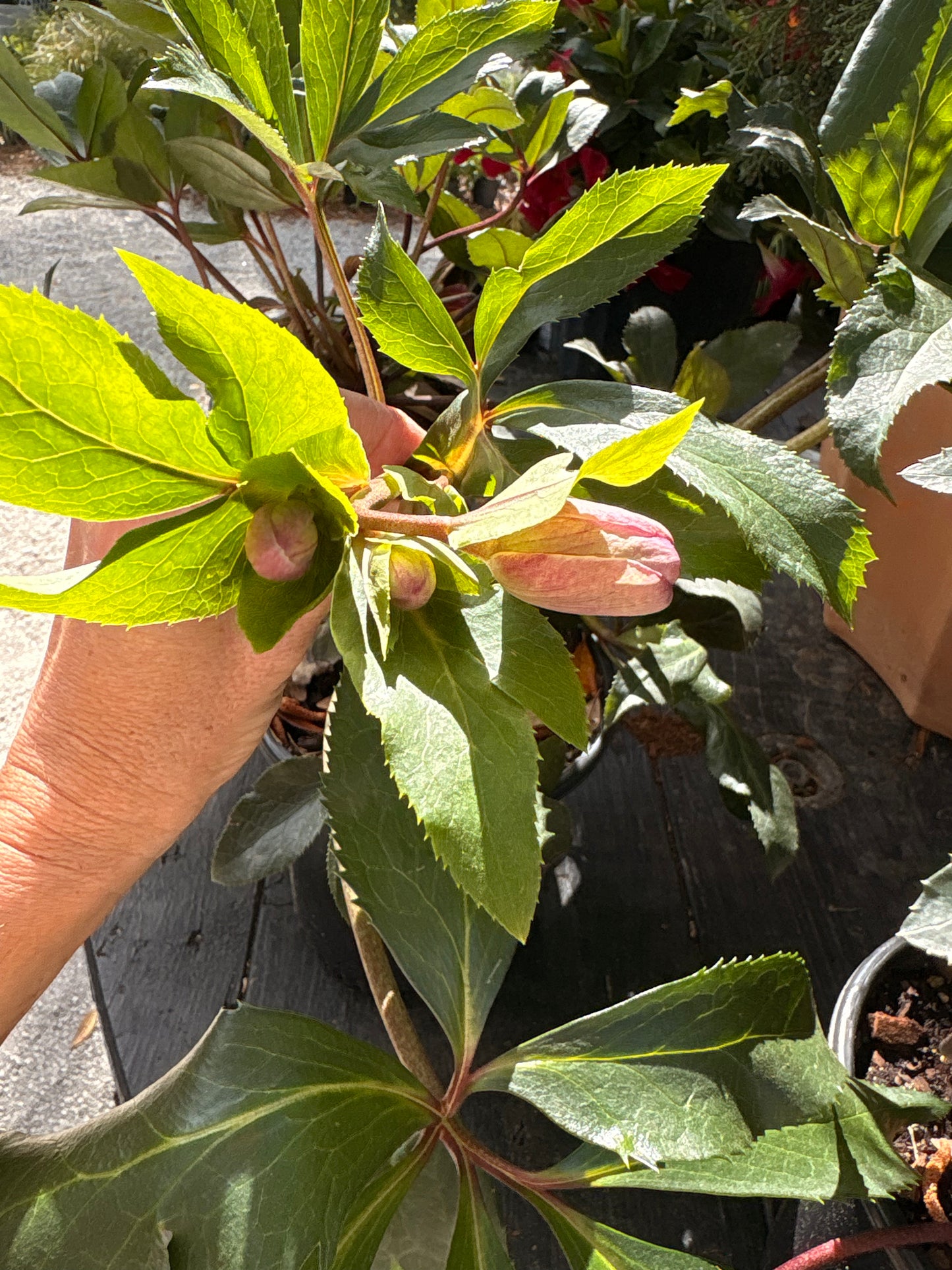 Hellebore (3 Gallon) “Lenten Rose”