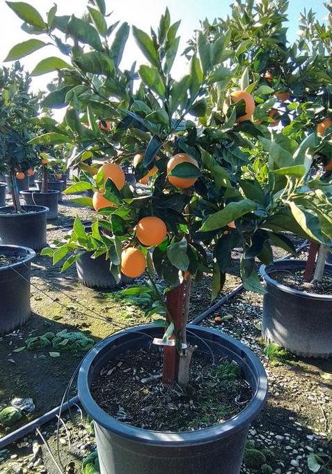 30 Gallon Orange Tree