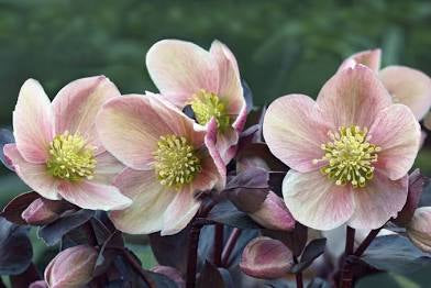 Hellebore (3 Gallon) “Lenten Rose”