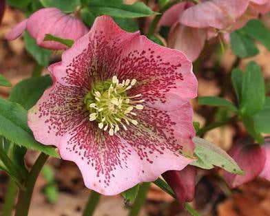 Hellebore (3 Gallon) “Lenten Rose”