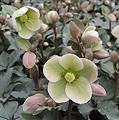 Hellebore (3 Gallon) “Lenten Rose”