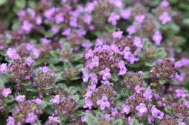 Wooly Thyme 4"