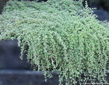 Wooly Thyme 4"