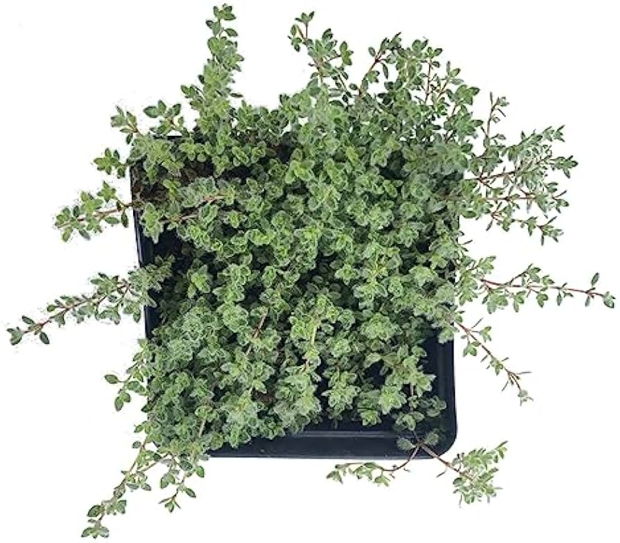 Wooly Thyme 4"