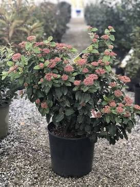 Viburnum Tinus 'Shades of Pink' (3 Gal)