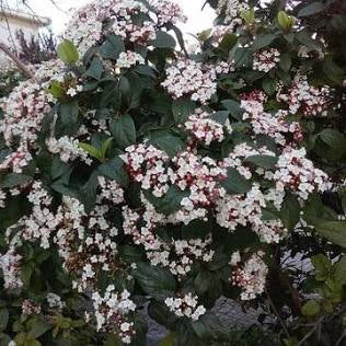 Viburnum Tinus 'Shades of Pink' (3 Gal)