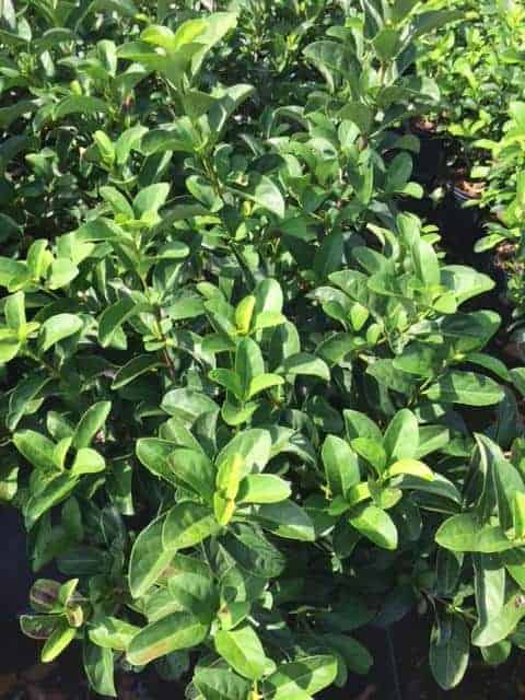 Viburnum Odoratissimum (15 Gal)