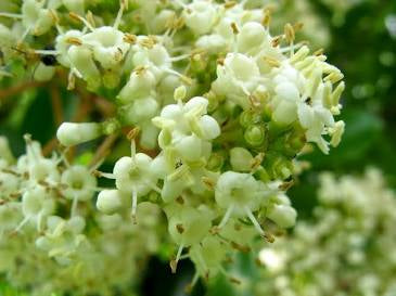 Viburnum Odoratissimum (15 Gal)