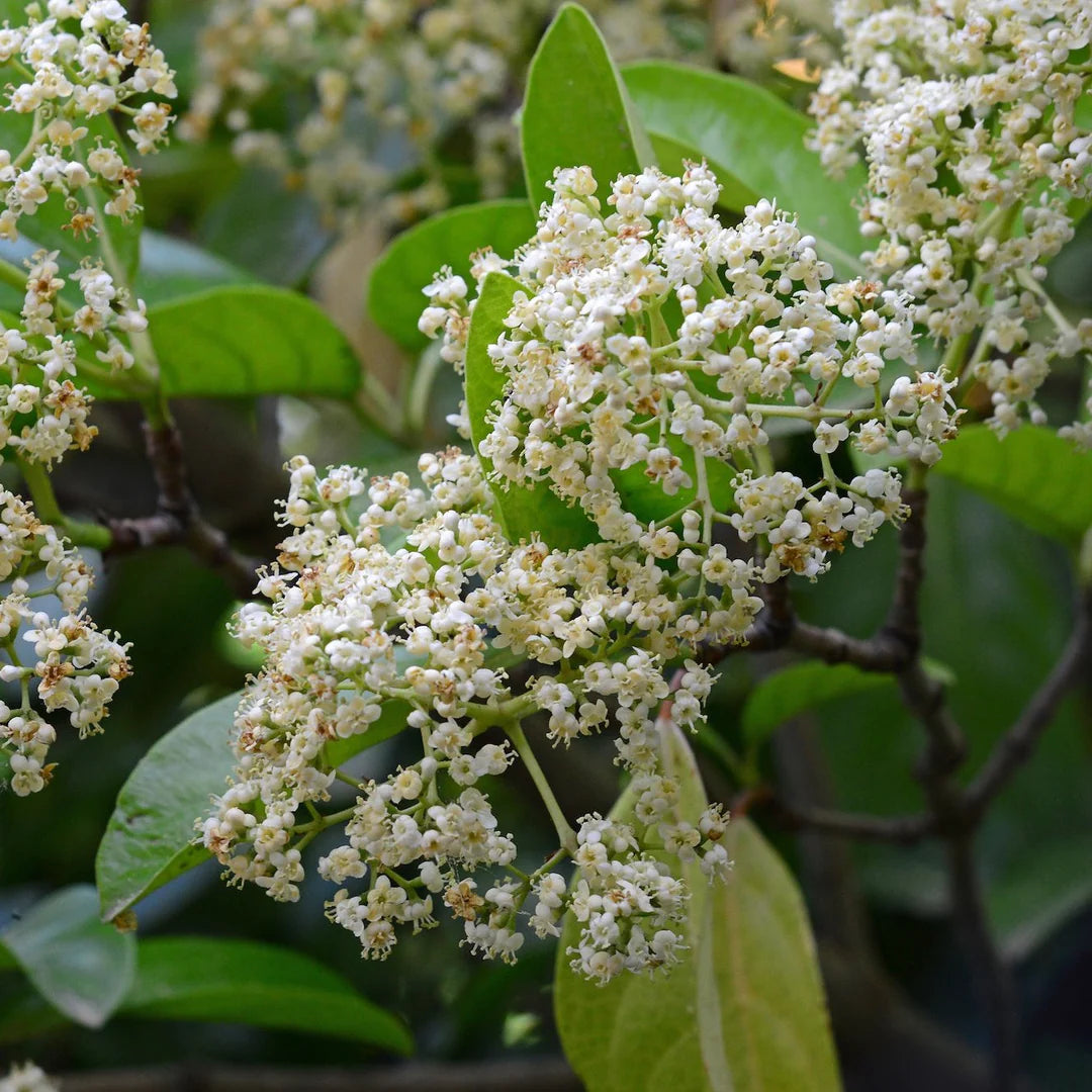 Viburnum Odoratissimum (15 Gal)