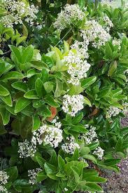 Viburnum Odoratissimum (15 Gal)