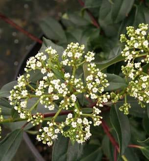 Viburnum 'Moonlit Lace' (3 Gal)