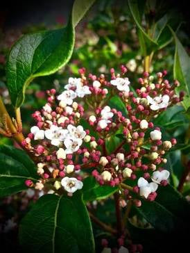 Viburnum 'Moonlit Lace' (3 Gal)