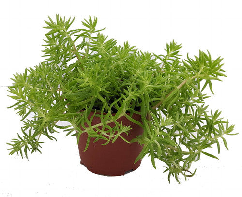 Sedum Lemon Ball (4")