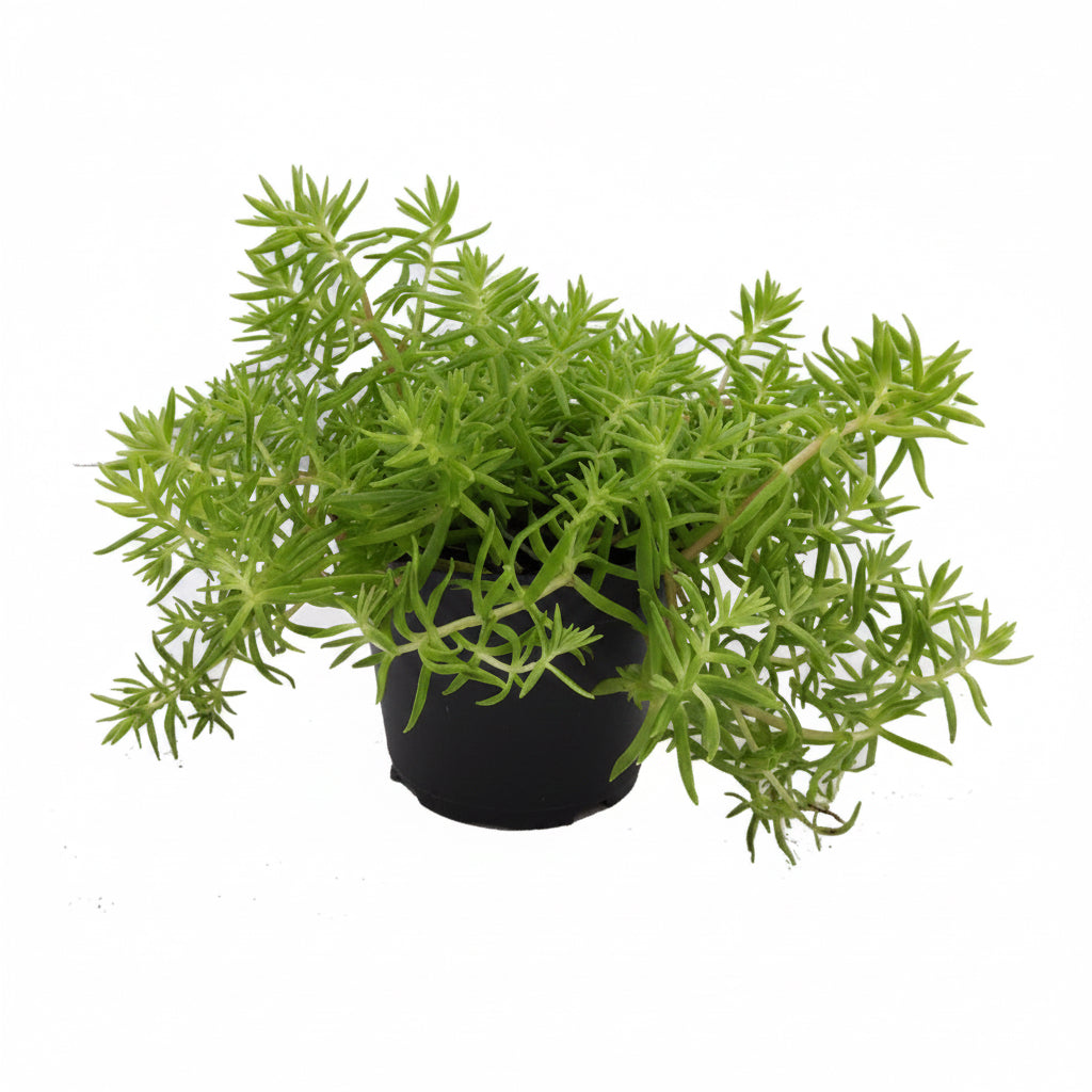 Sedum Lemon Ball (4")