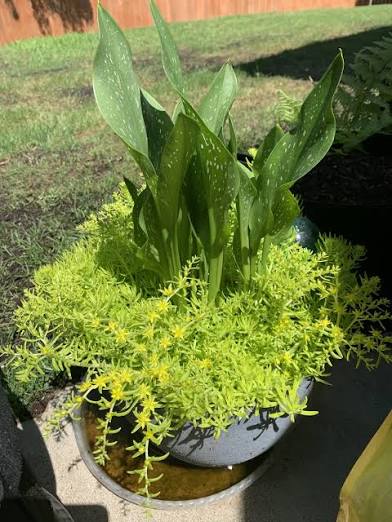 Sedum Lemon Ball (4")