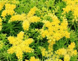Sedum Lemon Ball (4")
