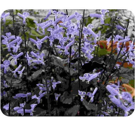 Plectranthus Mona Lavender (1 Gallon)