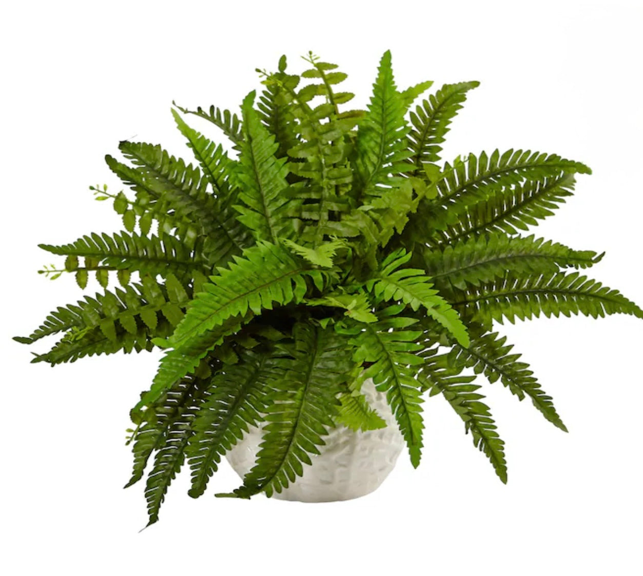 Macho Fern (3 Gal)