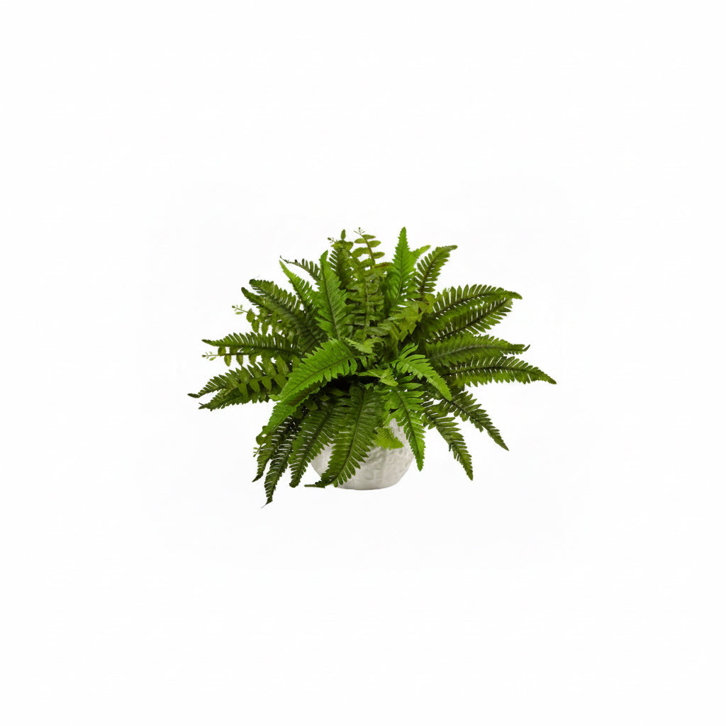 Macho Fern (3 Gal) - Wrights Market