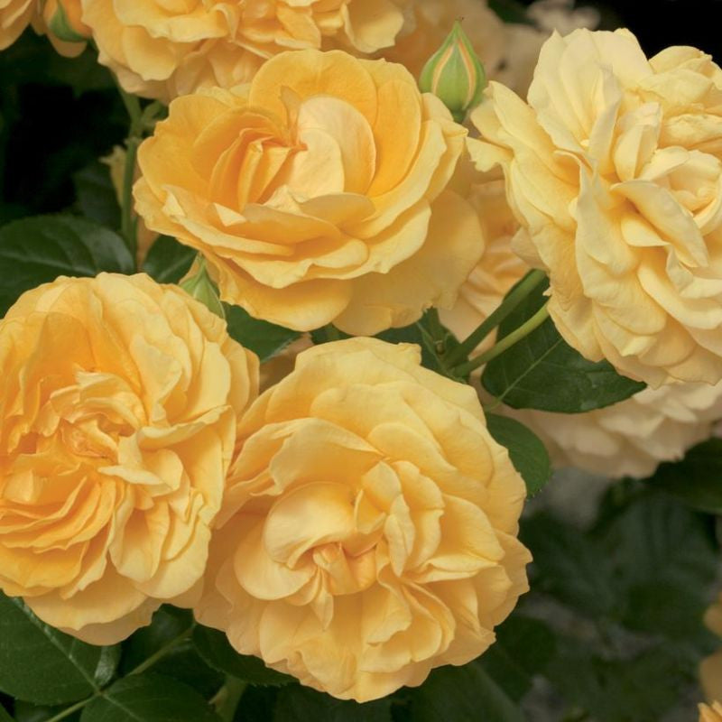 Floribunda Roses