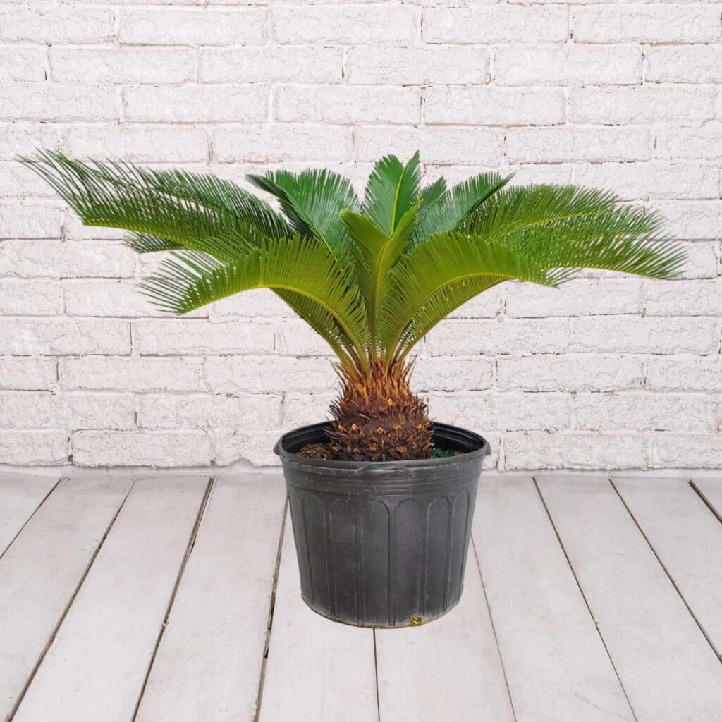 π΄ Sago Palm β 7 Gallon