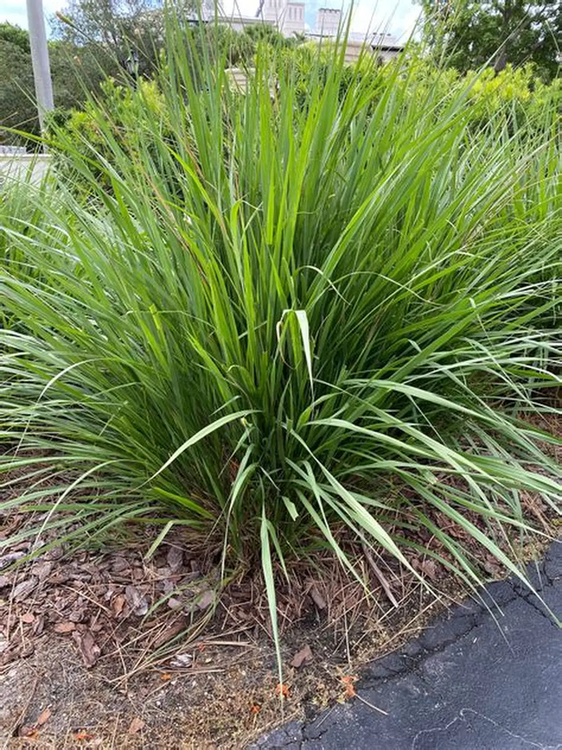 Lemon Grass 2-3'