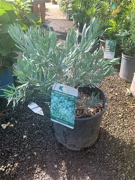 Podocarpus 'Blue' (3 Gal)