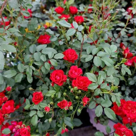 Rose Drift 7g Brokered